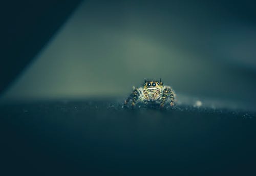 有关salticidae, 令人不寒而栗的, 元素的免费素材图片