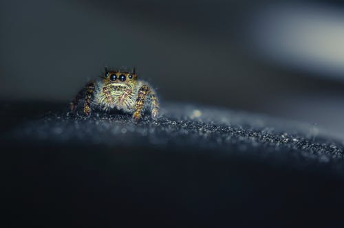 小蜘蛛在黑色表面上有闪亮的眼睛 · 免费素材图片