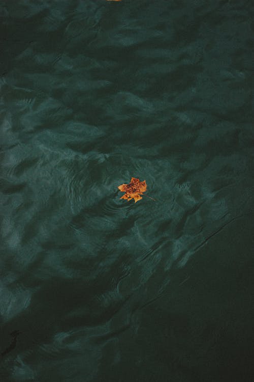 漂浮在水中的单片落叶 · 免费素材图片