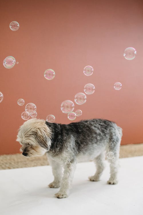 蓬松的约克夏犬站在许多肥皂泡下 · 免费素材图片