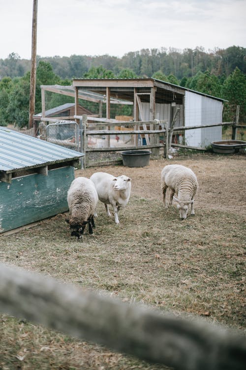 家养的绵羊放牧在农场围场 · 免费素材图片