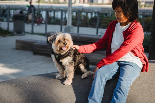 在城市播种亚洲男孩爱抚约克夏犬 · 免费素材图片