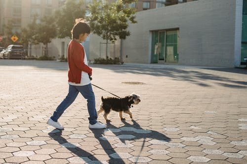 认不出来的男孩与纯种狗在城市路面上行走 · 免费素材图片