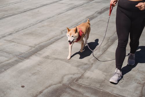 女人与可爱的纯种柴犬散步 · 免费素材图片