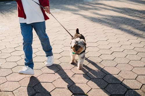 作物男孩walking狗在平铺的路面上的皮带上 · 免费素材图片