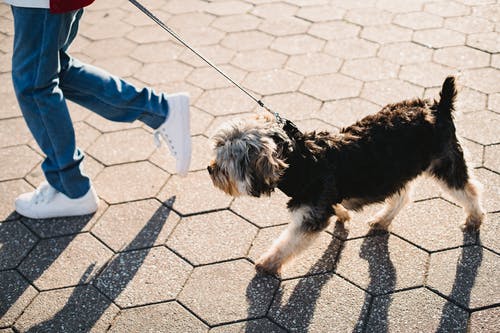 作物与约克夏犬拴在阳光下行走的皮带上的孩子 · 免费素材图片