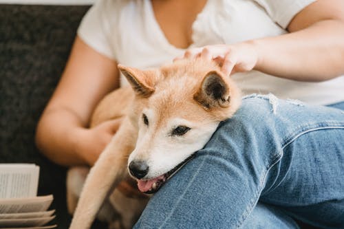 女人抚摸着可爱的蓬松芝犬 · 免费素材图片