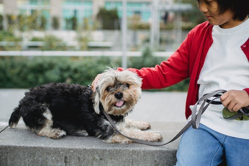 在城市的街道上作物亚洲男孩爱抚约克夏犬 · 免费素材图片