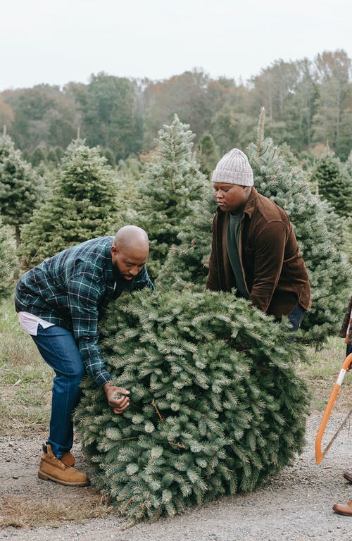 民族青少年帮助父亲与农场上的圣诞树 · 免费素材图片