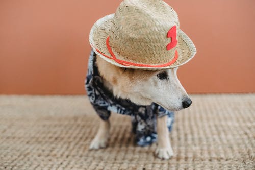 可爱的小狗在家里站在地毯上 · 免费素材图片