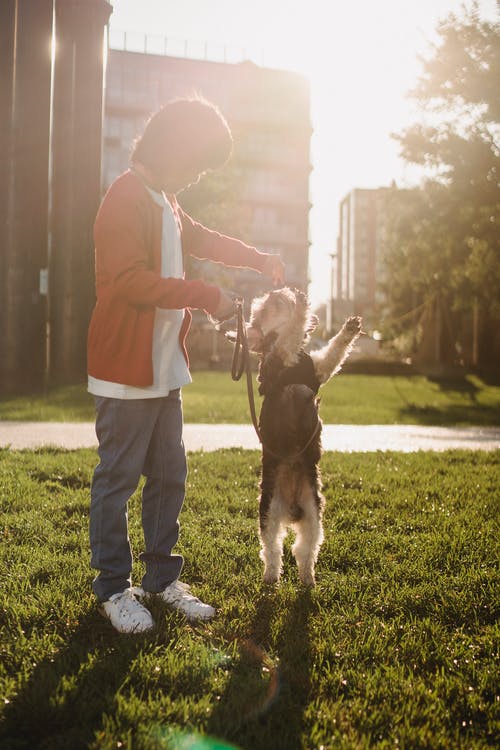 无法认出的亚裔男孩在阳光下驯服在草坪的约克夏狗 · 免费素材图片