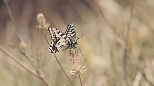 有关papilio machaon, 乾的, 冷静的免费素材图片