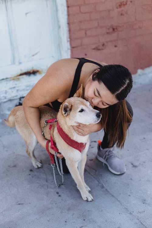 有爱心的亚洲女人接吻柴犬 · 免费素材图片