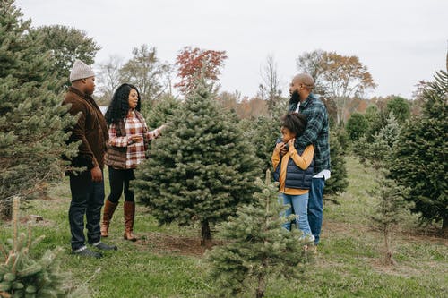 黑人家庭在领域中选择圣诞树 · 免费素材图片