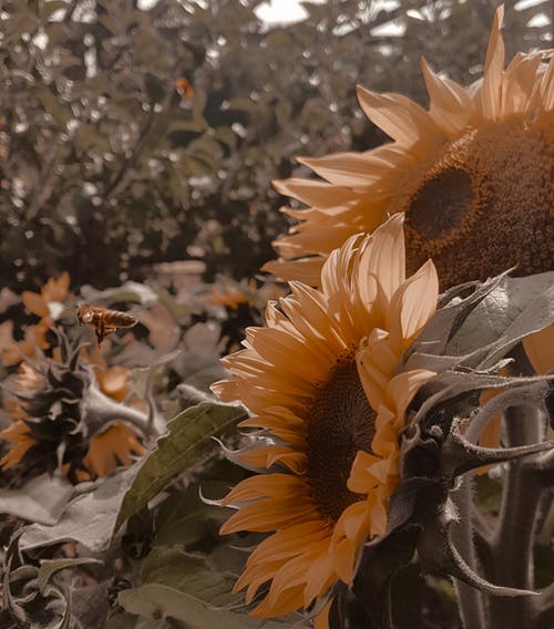 有关向日葵, 天性, 漂亮的免费素材图片