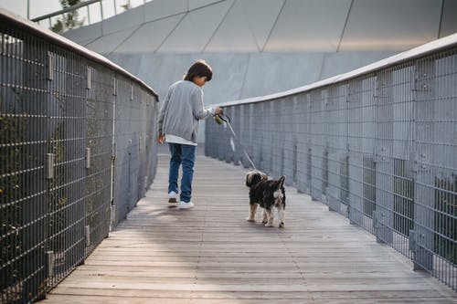 狗在人行桥上的不露面男孩 · 免费素材图片