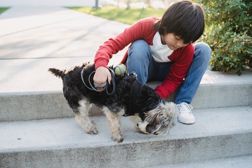 亚洲男孩爱抚约克夏犬在城市楼梯上 · 免费素材图片