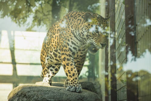 玻璃外壳中危险的豹子咆哮 · 免费素材图片