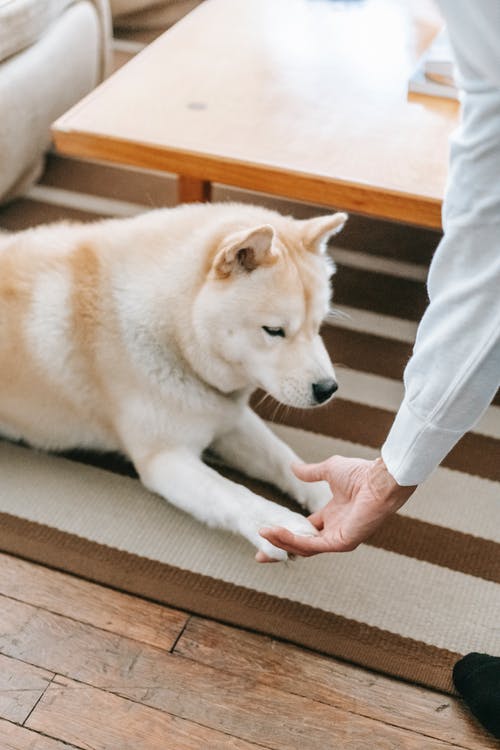 白色和棕色西伯利亚雪橇犬幼犬 · 免费素材图片