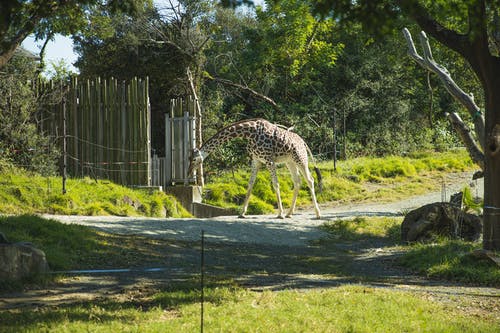 长颈鹿在避难所里散步，捏着茂密的草丛 · 免费素材图片