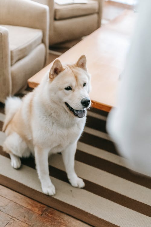 白色和棕色西伯利亚雪橇犬 · 免费素材图片