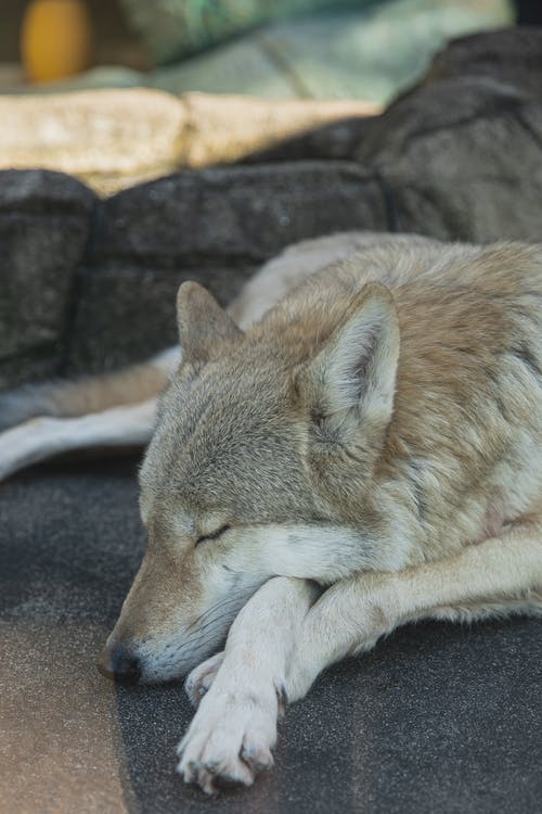 睡着的狼躺在大自然的爪子上 · 免费素材图片