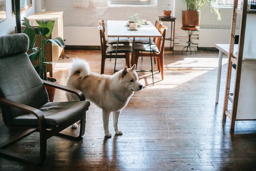 白色和棕色的短涂层的狗站在灰色的水泥地板上 · 免费素材图片
