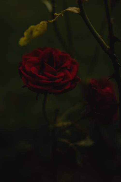 盛开的红玫瑰关闭了照片 · 免费素材图片