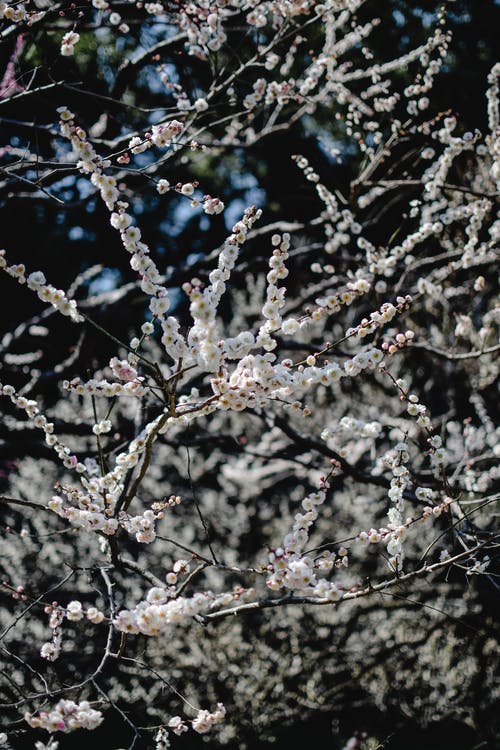 白花与水滴 · 免费素材图片