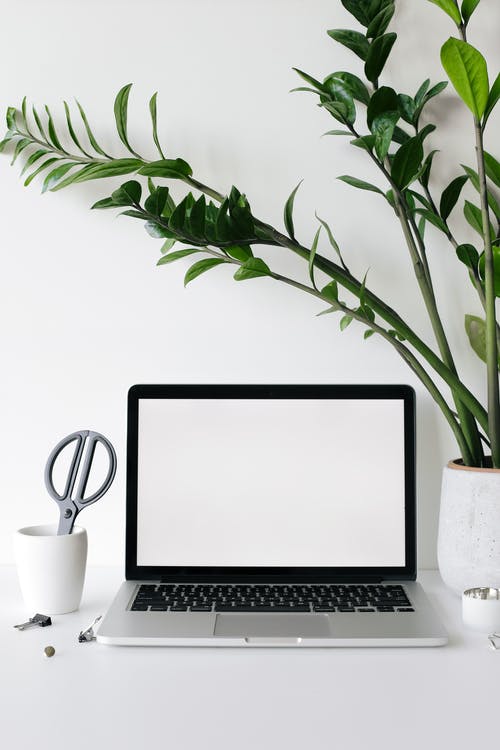 郁郁葱葱的室内植物附近桌上的笔记本电脑 · 免费素材图片