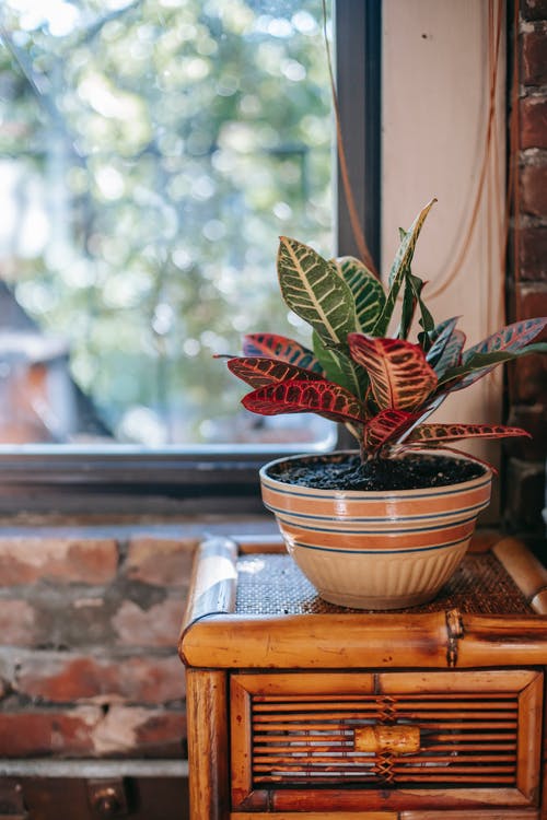绿色室内植物放在木制的储物柜里的陶瓷锅 · 免费素材图片