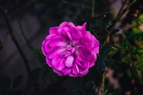 有关分公司, 多雨的, 季节的免费素材图片