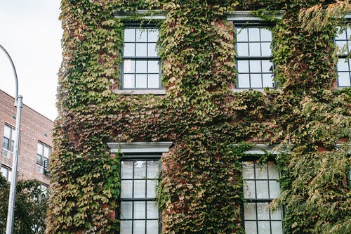 用树叶覆盖的住宅立面 · 免费素材图片