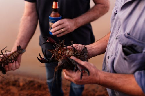 有关mudbugs, 小龙虾, 户外的免费素材图片