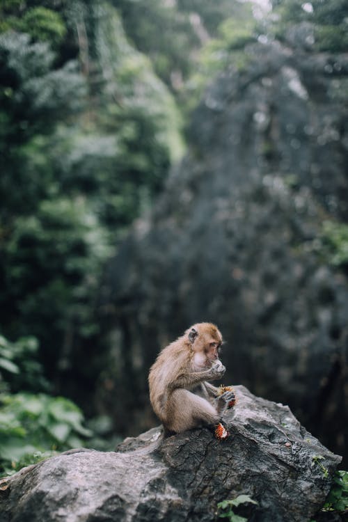 有关動物攝影, 叢林, 哺乳動物的免费素材图片