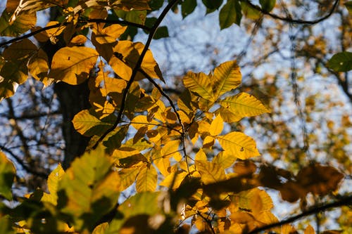 黄色的树叶在秋天的花园中的树枝 · 免费素材图片