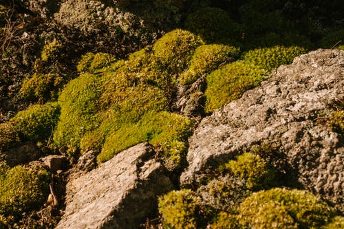 粗糙的岩石表面，有绿色的青苔 · 免费素材图片