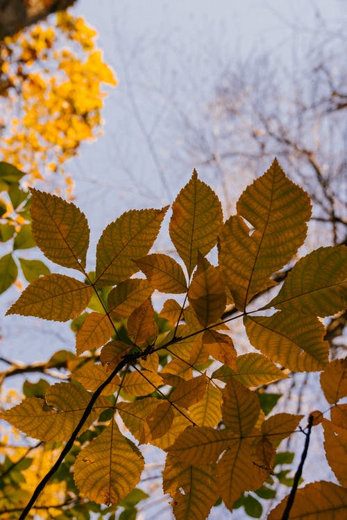 树枝与明亮的褪了色的叶子在秋天的公园 · 免费素材图片