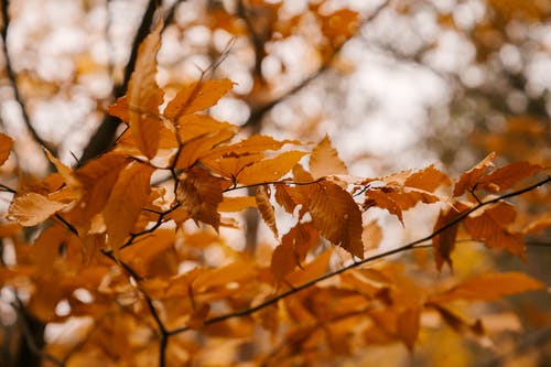 秋天的树叶在树枝上 · 免费素材图片