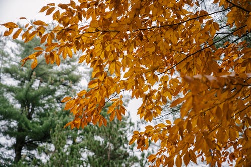 与金黄的叶子，在秋天的针叶林中生长的树 · 免费素材图片