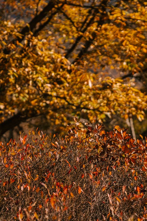 秋天一棵树和植物与明亮的叶子在公园 · 免费素材图片