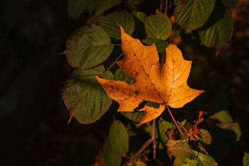 在黑暗的森林里的常绿植物上的秋叶 · 免费素材图片