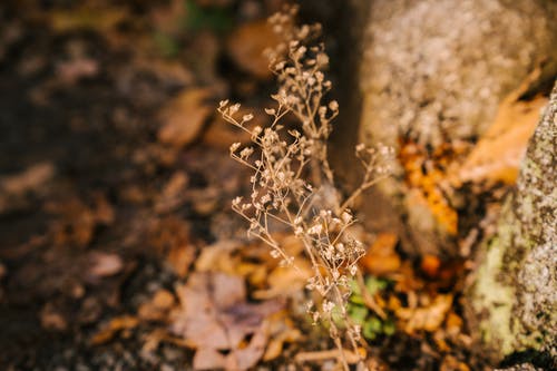 秋天的花园里的野花干 · 免费素材图片