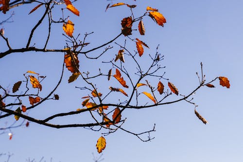 秋天一棵树，稀疏的叶子在阳光下 · 免费素材图片