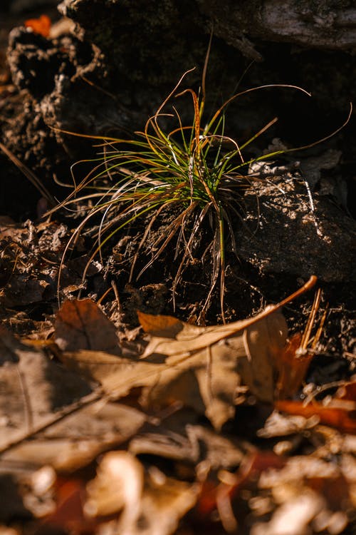 在秋天的树林中的精致绿豆芽 · 免费素材图片