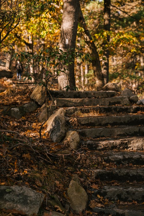 秋天公园的旧石阶 · 免费素材图片