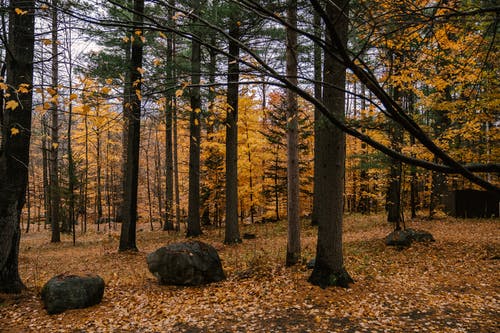 白天在秋天的森林中生长的树木 · 免费素材图片