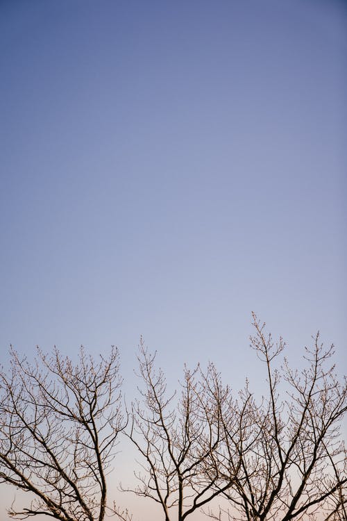 无叶的树枝，对着天空 · 免费素材图片