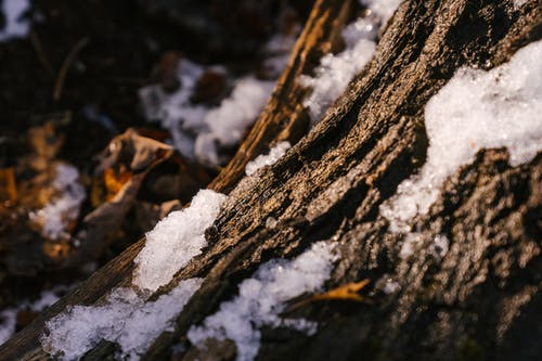 在森林里的雪下的树的树干 · 免费素材图片