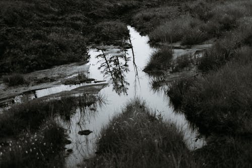 有关bw, 乾的, 冷静的免费素材图片